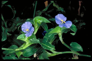 APII jpeg image of Commelina cyanea  © contact APII