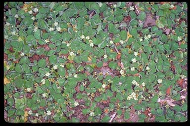 APII jpeg image of Dichondra repens  © contact APII