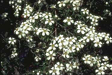 APII jpeg image of Leptospermum brevipes  © contact APII