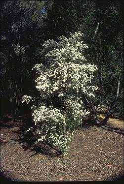 APII jpeg image of Leptospermum brevipes  © contact APII