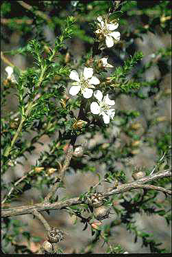 APII jpeg image of Leptospermum crassifolium  © contact APII