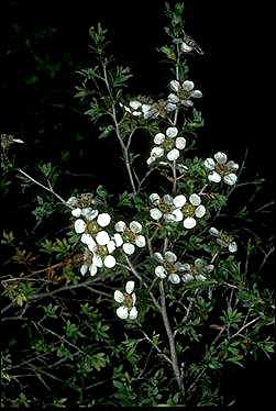 APII jpeg image of Leptospermum myrsinoides  © contact APII