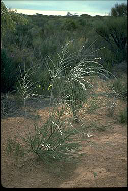 APII jpeg image of Leptospermum inelegans  © contact APII