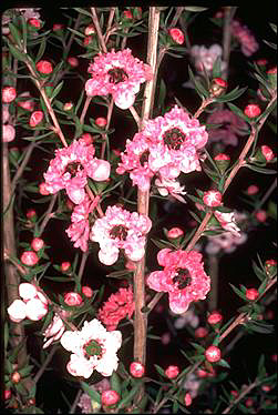 APII jpeg image of Leptospermum scoparium 'Ballerina'  © contact APII