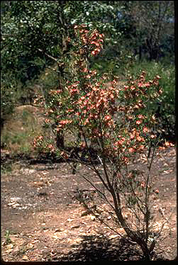 APII jpeg image of Leptospermum spectabile  © contact APII