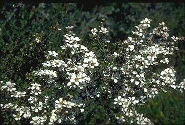 APII jpeg image of Leptospermum trinervium  © contact APII