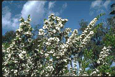 APII jpeg image of Leptospermum turbinatum  © contact APII