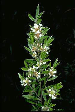 APII jpeg image of Leptospermum whitei  © contact APII