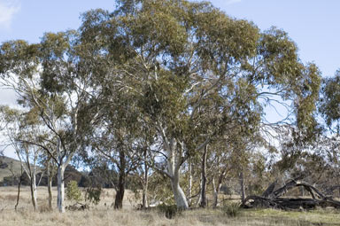 APII jpeg image of Eucalyptus pauciflora  © contact APII