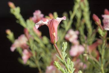 APII jpeg image of Lechenaultia formosa  © contact APII