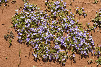 APII jpeg image of Elacholoma prostrata  © contact APII