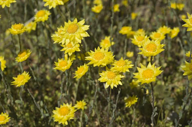 APII jpeg image of Rhodanthe diffusa subsp. diffusa  © contact APII