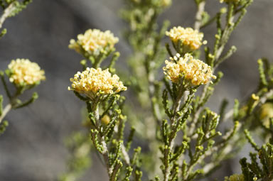 APII jpeg image of Phebalium glandulosum subsp. macrocalyx  © contact APII