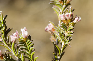 APII jpeg image of Micromyrtus striata  © contact APII