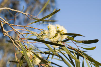 APII jpeg image of Eucalyptus viridis subsp. viridis  © contact APII