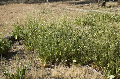 APII jpeg image of Nicotiana suaveolens  © contact APII