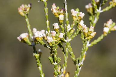 APII jpeg image of Micromyrtus striata  © contact APII