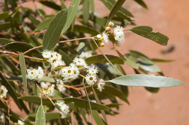 APII jpeg image of Eucalyptus gracilis  © contact APII