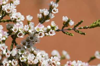 APII jpeg image of Micromyrtus striata  © contact APII