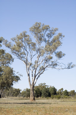 APII jpeg image of Eucalyptus intertexta  © contact APII