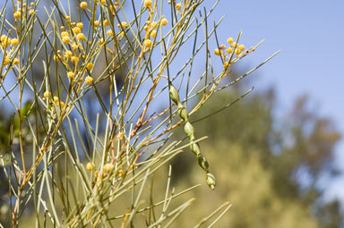 APII jpeg image of Acacia calamifolia  © contact APII