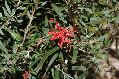 APII jpeg image of Grevillea 'Big Red'  © contact APII