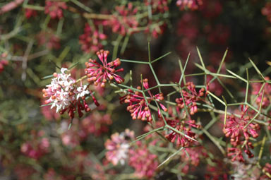 APII jpeg image of Grevillea levis  © contact APII