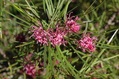 APII jpeg image of Grevillea sericea  © contact APII