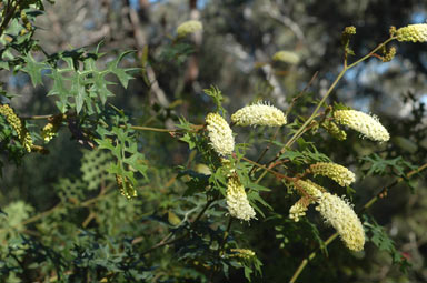 APII jpeg image of Grevillea flexuosa  © contact APII