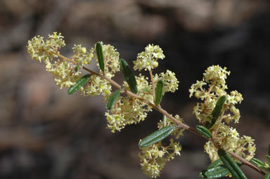 APII jpeg image of Pomaderris helianthemifolia subsp. hispida  © contact APII