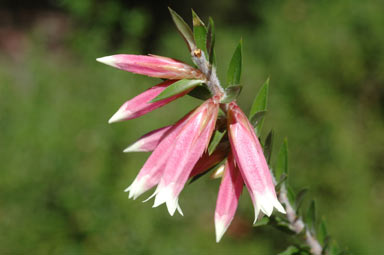 APII jpeg image of Epacris calvertiana var. versicolor  © contact APII