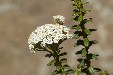 APII jpeg image of Ozothamnus ledifolius  © contact APII