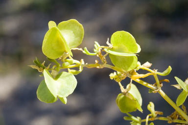 APII jpeg image of Zygophyllum aurantiacum subsp. aurantiacum  © contact APII