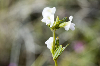 APII jpeg image of Mirbelia rubiifolia  © contact APII