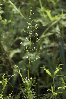 APII jpeg image of Stylidium laricifolium  © contact APII