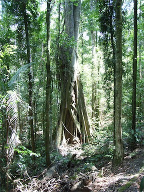 APII jpeg image of Ficus watkinsiana  © contact APII