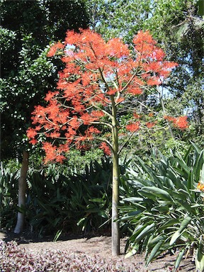 APII jpeg image of Brachychiton acerifolius  © contact APII