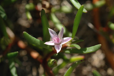 APII jpeg image of Sesuvium portulacastrum  © contact APII