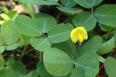 APII jpeg image of Arachis hypogaea  © contact APII