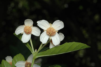 APII jpeg image of Sloanea australis  © contact APII