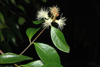 APII jpeg image of Syzygium luehmannii  © contact APII