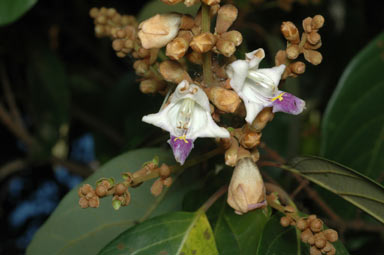 APII jpeg image of Gmelina fasciculiflora  © contact APII