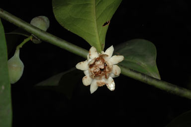 APII jpeg image of Eupomatia laurina  © contact APII