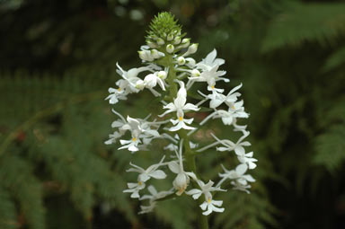 APII jpeg image of Calanthe triplicata  © contact APII