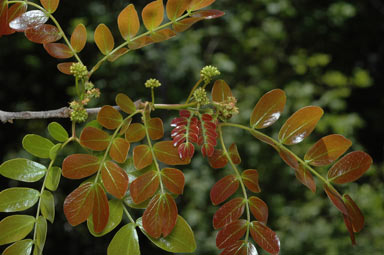 APII jpeg image of Cathormion umbellatum  © contact APII