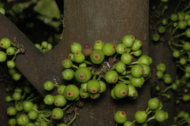 APII jpeg image of Ficus leptoclada  © contact APII