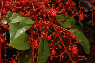 APII jpeg image of Brachychiton acerifolium  © contact APII