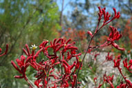 Anigozanthos 'Big Red'