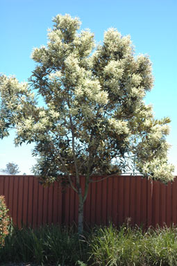 APII jpeg image of Grevillea baileyana  © contact APII