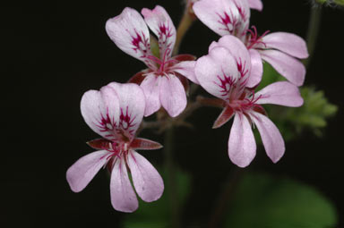 APII jpeg image of Pelargonium rodneyanum  © contact APII